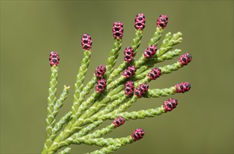 Red male flowers of the Lawsons false cypress