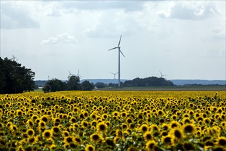 Wind turbines loom behind a field of sunflowers in Brandenburg near Luckau
