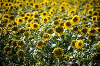Sunflower field in Luckau