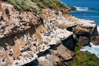 Brown pelicans at La Jolla cliffs