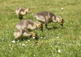 Four chicks of Canada geese
