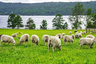 Grazing flock of sheep in a meadow by a lake near Hoegsbyn in Dalsland
