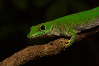Koch's day gecko