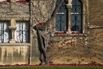 Autumn leaves on wall of Christ Church College of the Oxford University