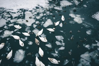 Swans and ducks swimming between ice floes in the Landwehrkanal in Berlin. 09.02.2021.