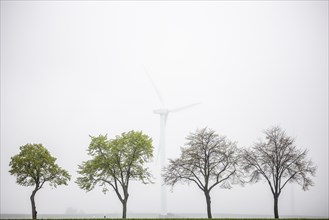 Trees along a country road stand out in front of wind turbines in Vierkirchen