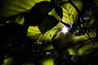 A fly is silhouetted on a leaf illuminated by the sun in Diehsa