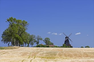 Traditional windmill in wheat field