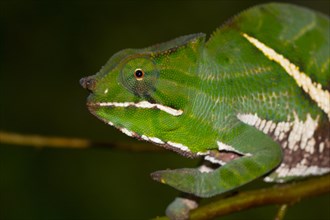 Two-striped chameleon