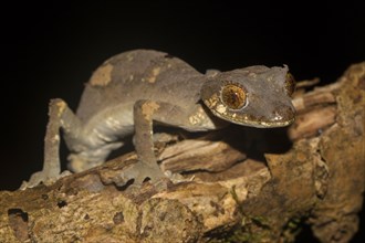 Rare leaf-tailed gecko