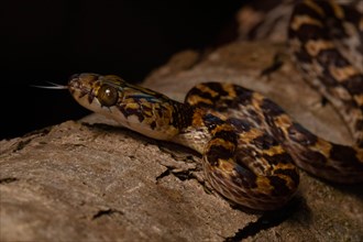 Ampijoroa tree snake