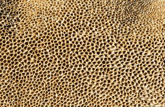 honeycomb worm
