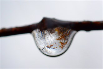 Water drop on a branch with reflected forest inside