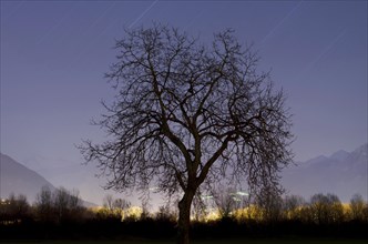 Tree at night with stars trails and mountain