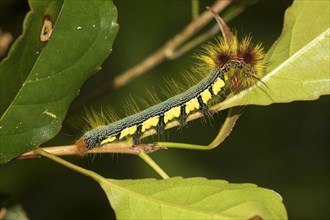 Colourful caterpillar with irritant hairs on leaf in Joffreville rainforest
