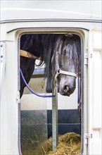 A grey horse looks out curiously at the window of a horse-drawn vehicle