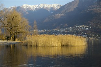 Pampas grass and snow-capped mountain on alpine lake Maggiore in Ascona