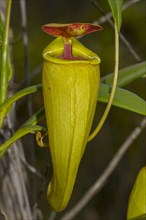 Climbing pitcher of a carnivorous pitcher plant