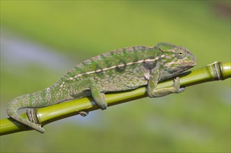Jewel chameleon