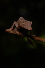 Arrow-tailed gecko