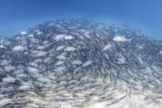 Large school of young fish