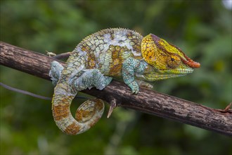 Variegated chameleon