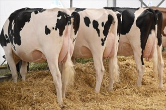 Dairy cows Holstein