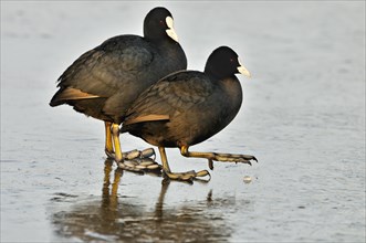 Two Eurasian coots