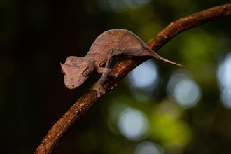 Arrow-tailed gecko