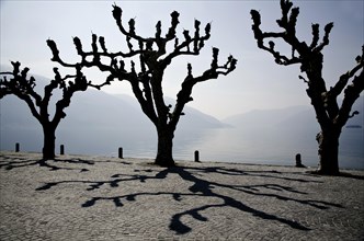 Trees with shadows on the waterfront in Ascona