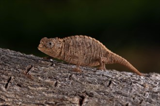 Ankarana ground chameleon