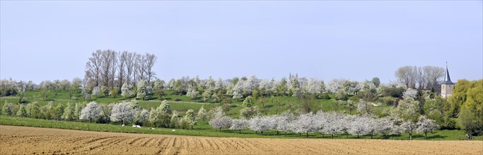 Ploughed field and orchard with cherry
