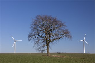 Solitary tree in between wind turbines at windfarm in field