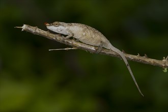 Long-nosed chameleon