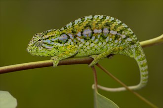 Jewel chameleon