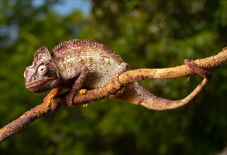Male Madagascar malagasy giant chameleon