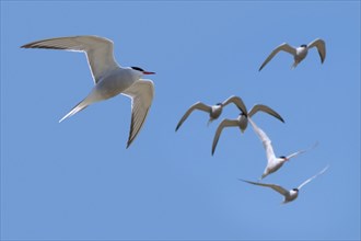Flock of common terns
