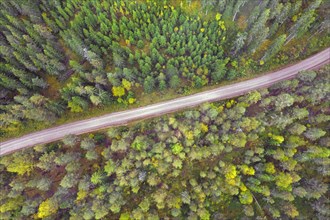 Aerial view over coniferous trees and desolate dirt road running through spruce forest in autumn