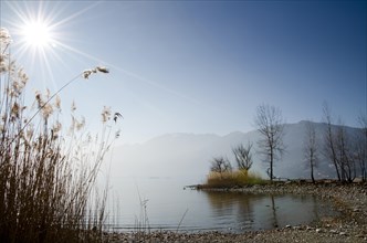 Beach with pampas grass and trees and sunbeam in Ascona