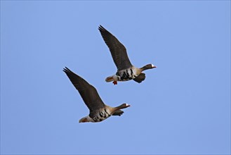 Two Greater white-fronted geese