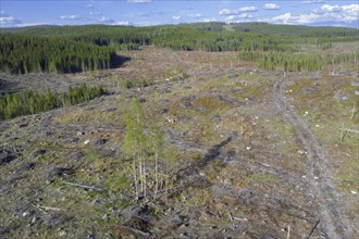 Aerial view over Swedish clearcut area