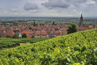 Vineyards and view over the village Dambach-la-Ville