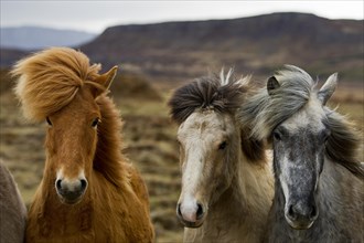 Three young Icelandic horses