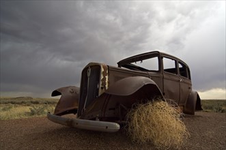 Old rusty car and Prickly Russian Thistle