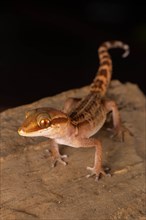 Stumpff's ground gecko
