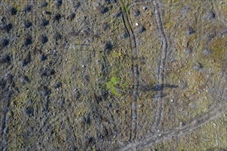 Aerial view over clearcut showing tracks of harvesters