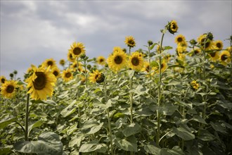 Sunflowers in a field in Vierkirchen