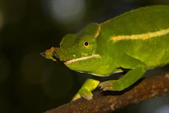 Male petter's chameleon