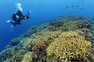 Cameraman filming coral reef with professional underwater video camera type RED Dragon X 6K Digital Cinema Camera in Nauticam underwater housing