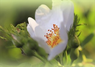 White blossom of dog rose